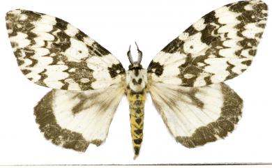 Lymantria marginata Walker, 1855