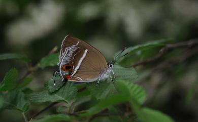 Chrysozephyrus splendidulus Murayama & Shimonoya, 1965 單線翠灰蝶