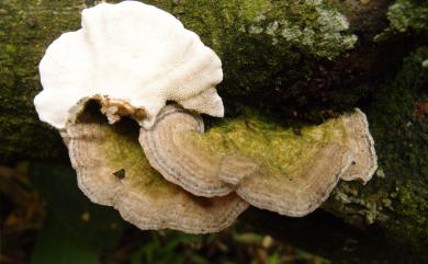 Trametes hirsuta (Wulfen) Pilát 硬毛栓菌