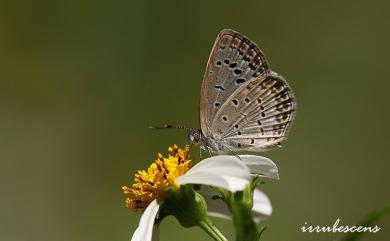 Zizeeria maha okinawana 藍灰蝶