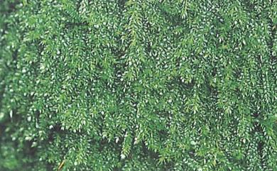 Isopterygium albescens 淡色同葉苔