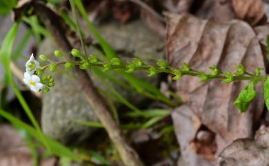 Trigonotis formosana var. elevatovenosa (Hayata) S.D. Shen & J.C. Wang 臺北附地草