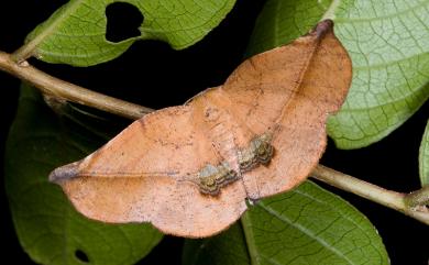 Garaeus apicata formosanus Bastelberger, 1911 後紋鈎角尺蛾