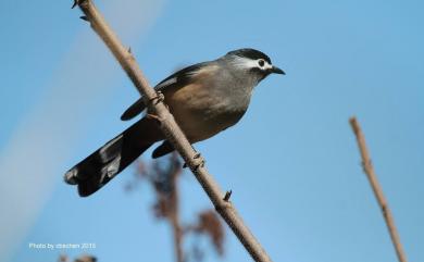 Heterophasia auricularis (Swinhoe, 1864) 白耳畫眉