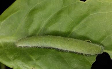 Cepora nadina eunama 淡褐脈粉蝶