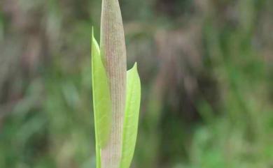 Ficus subpisocarpa Gagnep. 雀榕