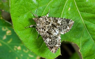 Callopistria delicata Chang, 1991 白斑散紋夜蛾