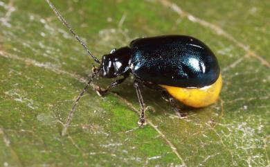 Cneorella eurycollis (Chujo, 1965) 藍黑橫胸螢金花蟲