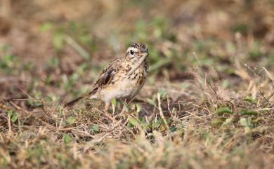 Anthus richardi ussuriensis 大花鷚