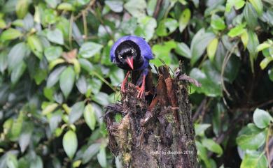 Urocissa caerulea Gould, 1863 臺灣藍鵲