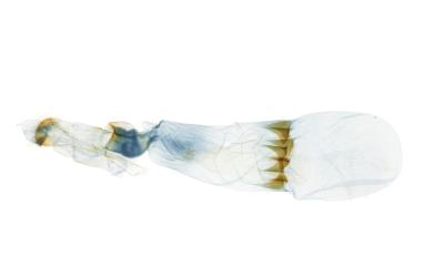 Palaeomystis falcataria (Moore, 1867) 古秘尺蛾