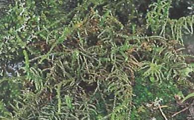 Calyptothecium hookeri 尖葉耳平苔
