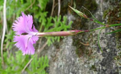 Dianthus palinensis 巴陵石竹