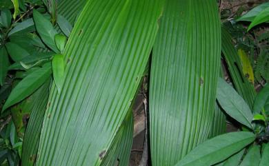 Molineria capitulata (Lour.) Herb. 船子草