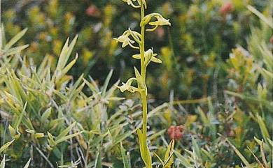 Platanthera longicalcarata Hayata 長距粉蝶蘭