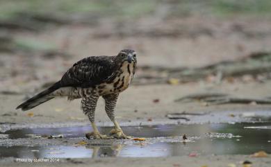 Accipiter trivirgatus formosae Mayr, 1949 鳳頭蒼鷹(台灣特有亞種)