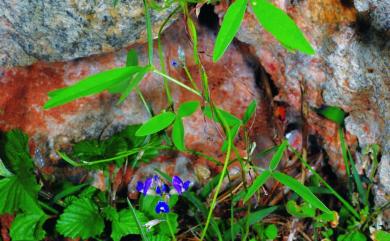 Glycine tabacina 澎湖大豆