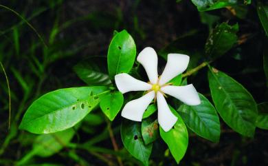 Gardenia jasminoides J.Ellis 山黃梔