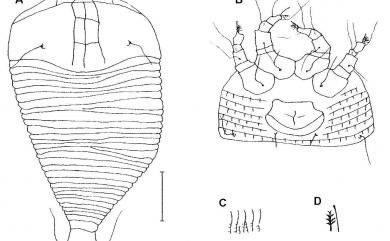 Disella umbelliferae Huang, 2001 皮孫木分位節蜱