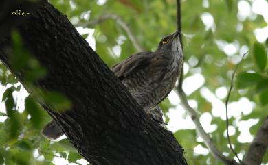 Accipiter trivirgatus formosae Mayr, 1949 鳳頭蒼鷹(台灣特有亞種)