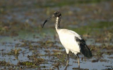 Threskiornis aethiopicus aethiopicus (Latham, 1790) 埃及聖䴉