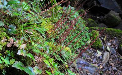 Mitella formosana (Hayata) Masam. 臺灣嗩吶草