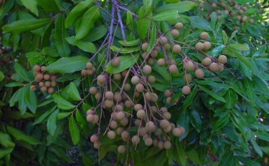 Dimocarpus longan 龍眼