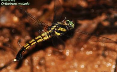 Orthetrum melania (Selys, 1883) 灰黑蜻蜓