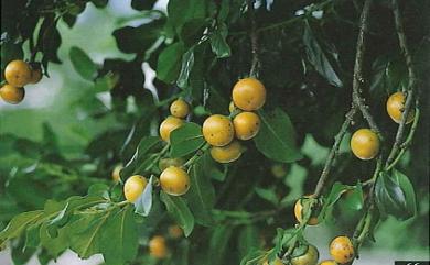 Diospyros maritima Blume 黃心柿