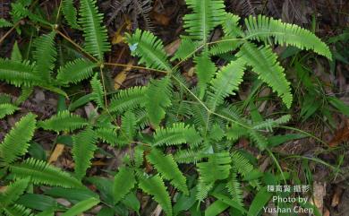 Dicranopteris tetraphylla (Rosenst.) C.M.Kuo 蔓芒萁
