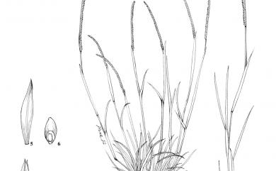 Microchloa indica (L.f.) P.Beauv. 小草