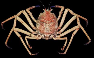Paromola macrochira Sakai, 1961 巨螯擬人面蟹