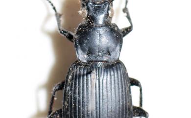 Carabidae Latreille, 1802 步行蟲科