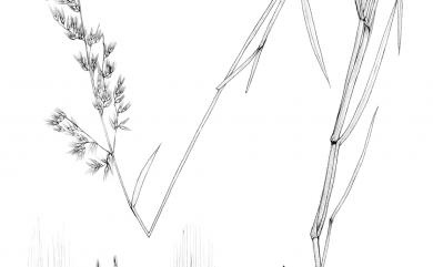 Melinis repens (Willd.) Zizka 紅毛草