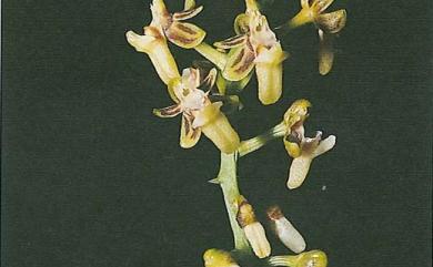 Cleisostoma paniculatum 虎紋蘭