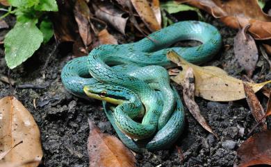 Gonyosoma frenatus (Gray, 1853) 灰腹綠錦蛇