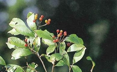 Photinia lucida (Decne.) C.K.Schneid. 臺灣石楠