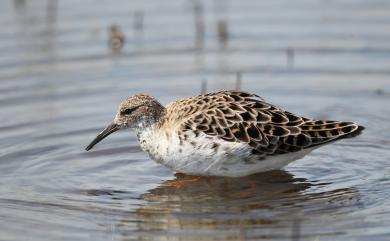 Calidris pugnax (Linnaeus, 1758) 流蘇鷸