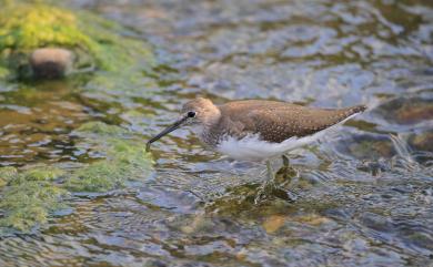 Tringa ochropus Linnaeus, 1758 白腰草鷸