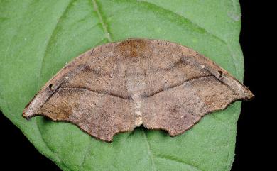 Neoreta purpureofascia (Wileman, 1911) 後凹角鉤蛾