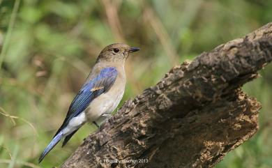 Cyanoptila cyanomelana cyanomelana (Temminck, 1829) 白腹琉璃