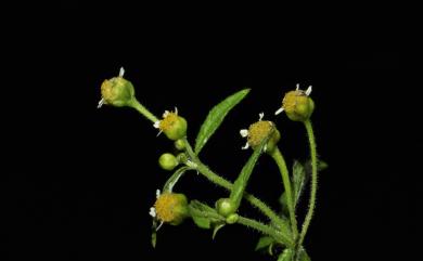 Galinsoga parviflora Cav. 小米菊