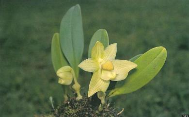Bulbophyllum pectinatum 阿里山豆蘭