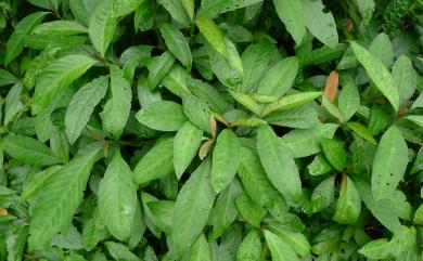 Strobilanthes longespicatus Hayata 長穗馬藍