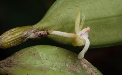 Dendrobium parietiforme 世富暫花蘭