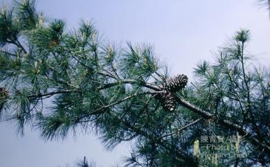 Pinus armandii var. mastersiana 臺灣華山松