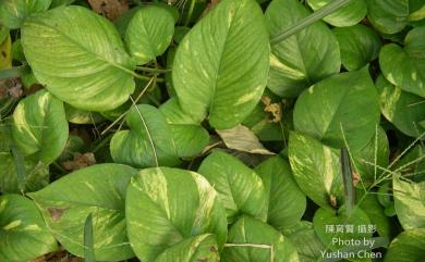 Epipremnum aureum (Linden & André) G.S.Bunting 黃金葛