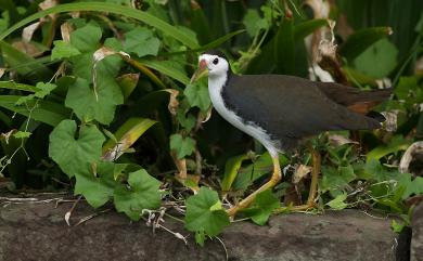 Amaurornis phoenicurus chinensis (Boddaert, 1783) 白腹秧雞