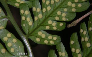 Dryopteris polita 臺東鱗毛蕨