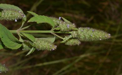 Hyptis spicigera 穗花香苦草